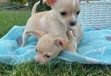 Female Teacup Chihuahua Pups Price Reduc