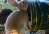 full blooded standard size rex rabbits