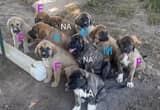 LGD pups ready for their forever homes