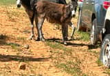 standard Jack donkey