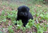 Teddy Bear Chow Puppy!