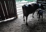 Cow and Calf for sale
