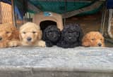 AKC red & black standard poodle puppies!
