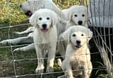 Great Pyrenese puppies