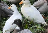White Call Duck Pair
🥚🦆🥚🦆🥚🦆
