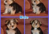 Morkie Puppies!