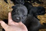 6 ALL BLACK Greman Sherpherd puppies
