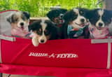 Australian Sheppard Puppies-PUPS NOW AVA