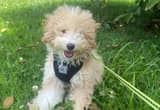 4-month old Toy Poodle w all supplies