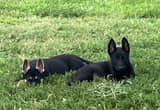 German Shepherd Puppies Black & Blanket