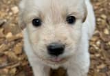 Golden Retriever/ Great Pyrenees mix