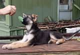 Purebred German Shepherd puppies