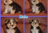 Maltese/ Yorkshire Terrier Puppies!