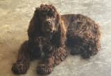 chocolate cocker spaniel for sale