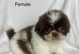 Shih tzu puppies