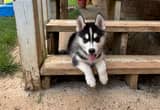 AKC registered Siberian husky