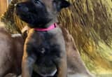 Belgian Malinois Puppies for Sale