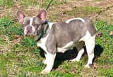 Akc Female Lilac French Bulldog