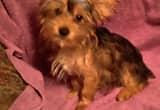 Chocolate Male Yorkie