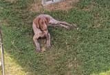 Female German Shorthair Pointer