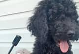 Goldendoodle F1B