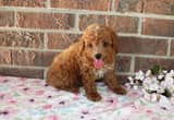 Adorable Cavapoo puppies