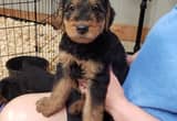 AKC Registered Airedale Puppies