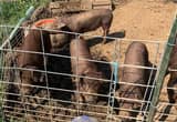 Durock/ Red Wattle feeder pigs