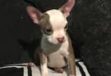 female Boston terrier