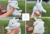 Angora Rabbit babies - LAST ONE!