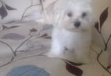 Maltipoo puppy, tiny toy