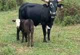 Watusi Cow & Calf