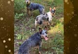 Blue Heeler Puppies