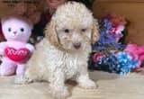 Toy Poodle babies