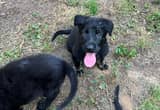 Black German Shepherd puppies