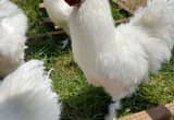 Young Silkie Friendly Roosters