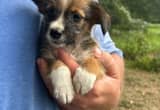 cowboy corgi male pups