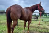 BIG FANCY GELDING may trade READ AD