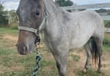 Appaloosa Miniature Mare