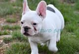 French bulldog puppies, Vet raised