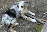 mini Australian Shepherd