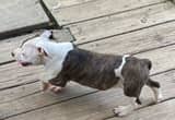 American Bully Puppies