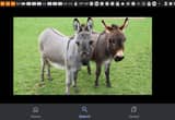 ISO Mini donkey and mini horse