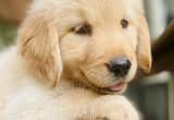 Golden male puppy