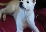 ~AKC~ White German Shepherd Puppies~