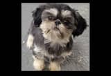 Female Shih Tzu AKC