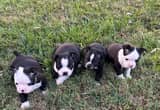 Boston Terrier Pups