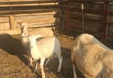 3 ewes. hair sheep, katahdin, lambs