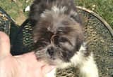 Emperial Shih Tzu puppies