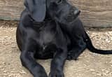 10 week old great danes